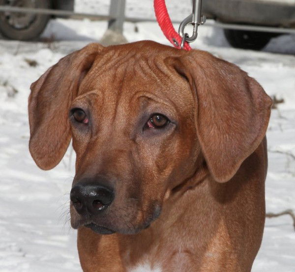 Любовь Платко