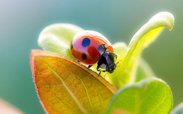 Ргу Ужд 158-2 Мвд К