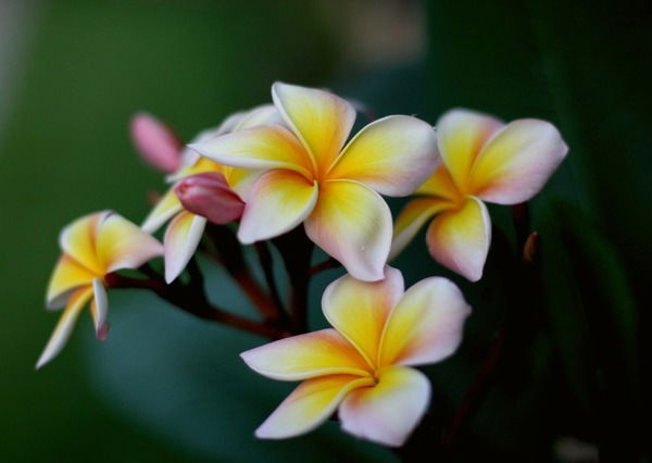 Улбосын Калменова