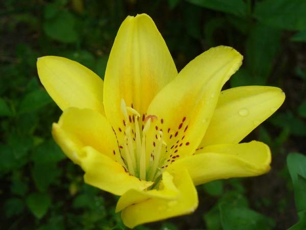 Ирина Ковалкова