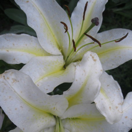 Елена Замышляева