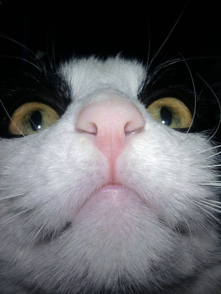 Дмитрий Курский