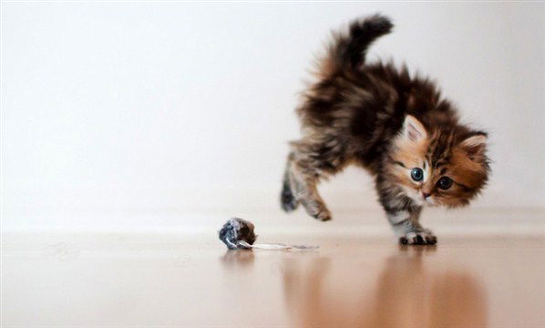 Александра Волкова