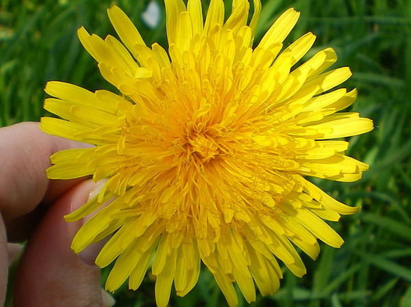 Альфия Галиева