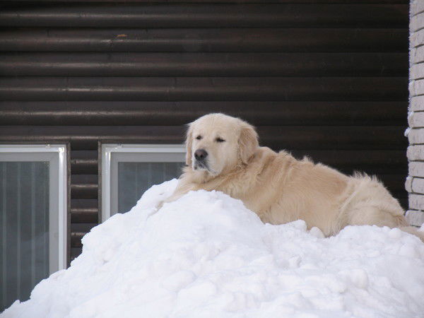 Владислав Дз