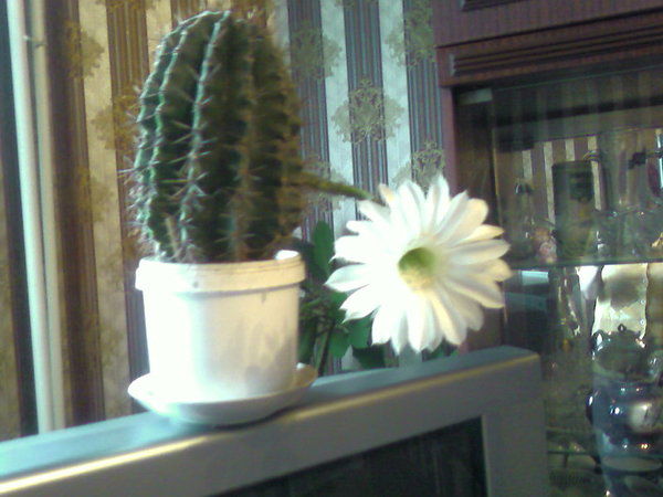 Галина Галина