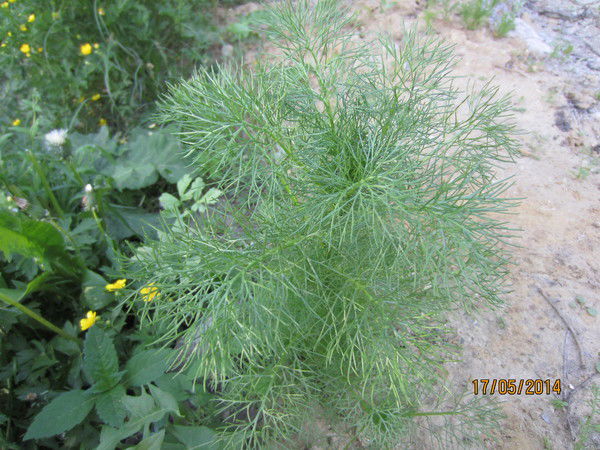 Таня Быканова