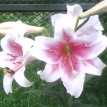 Татьяна Савина (Белан)