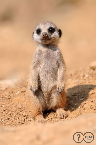 Римма Ахмадеева