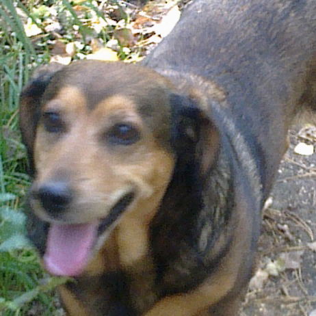 Игорь Семин