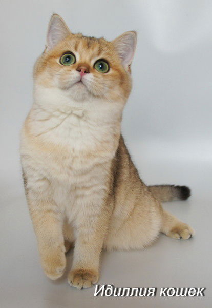 Валентина Решетар