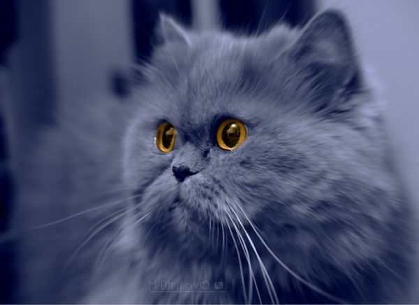 Татьяна Хохлова