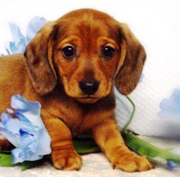 Римма Жигулева