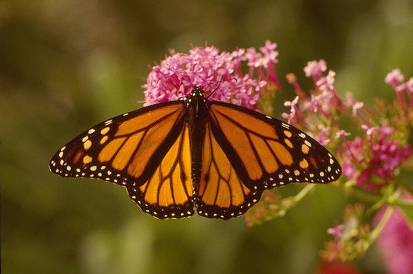 Галина Щедрина