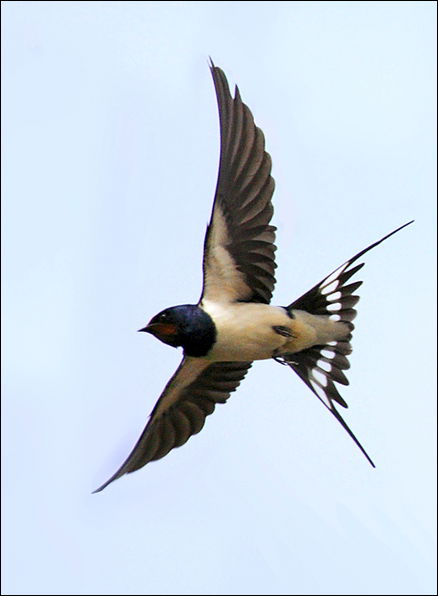 Ольга Смирнова