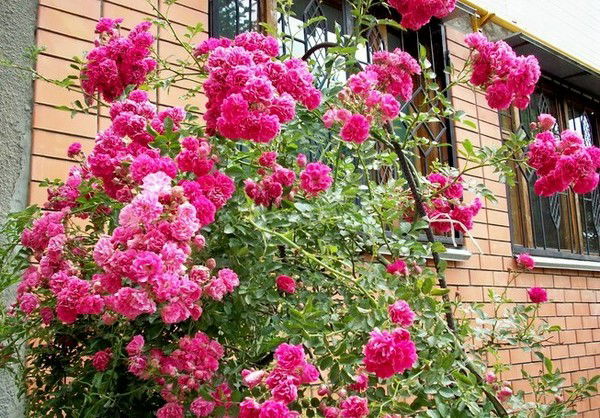 Наталья Стрепетова