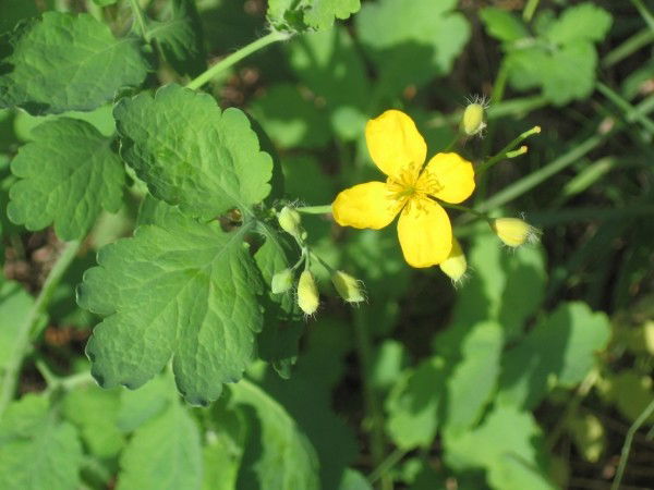 Ольга Радченко