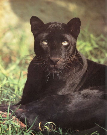 Dmitriy Stekolshchikov