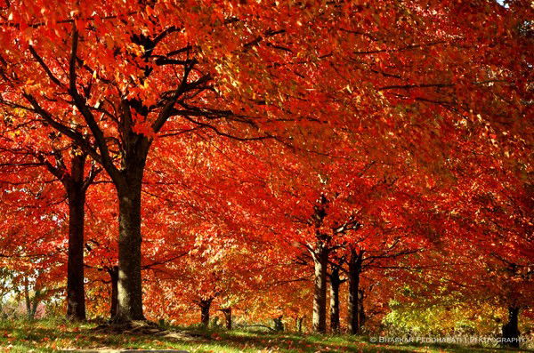 Артём Пшатов