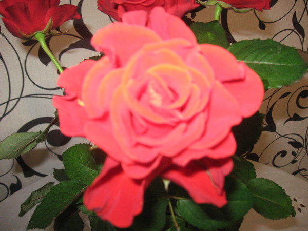 Ольга Алексеевна