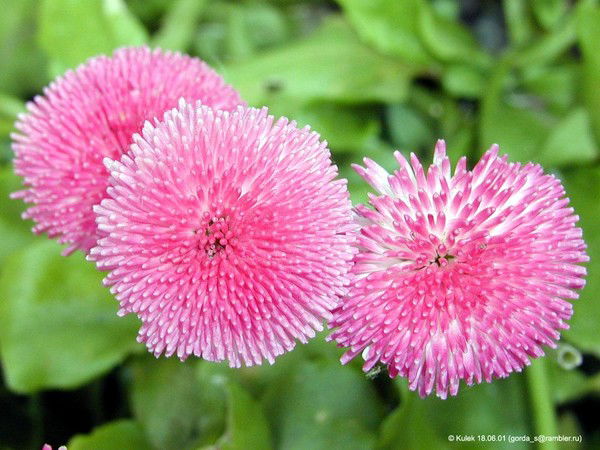 Валя Сергейчик (Яковлева)