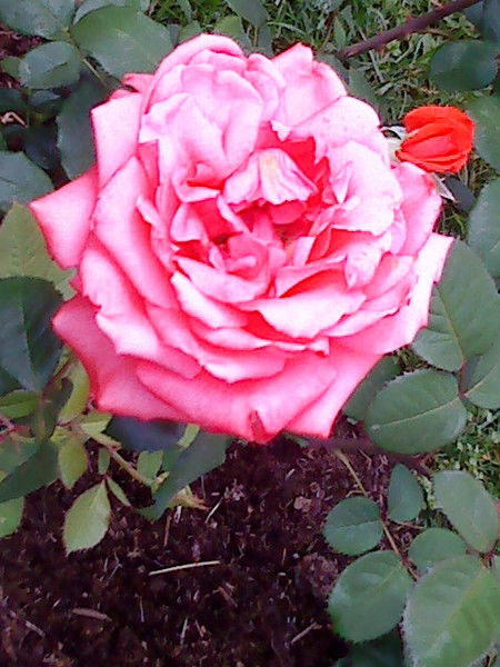 Лидия Перевалова