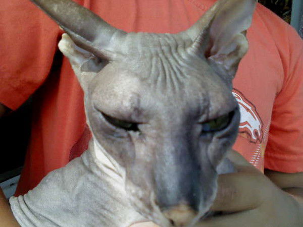 Алан Калоев