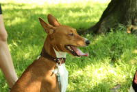 Александр Стауп