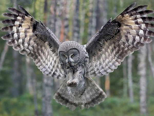 Иван Портной