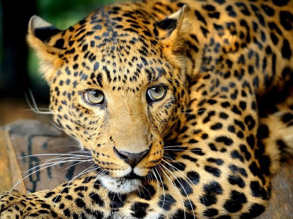 Мария Я Вернусь