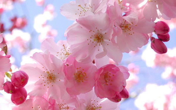 Елена Владимировна Науменко