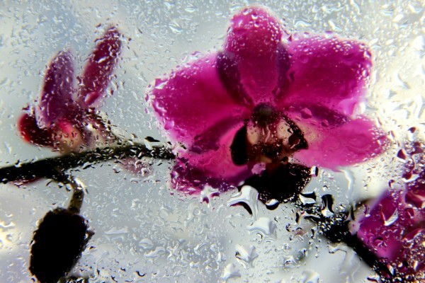 Елена Кочнева