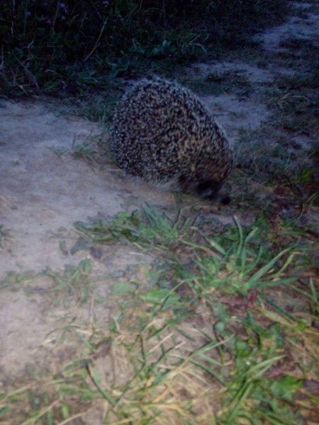 Лена Таныгина