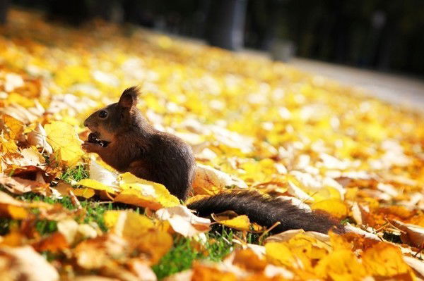 Надежда Пенькова