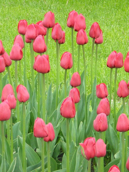 Елена Камышная