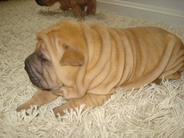 Виктория Иванова