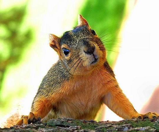 Владимир Пименов