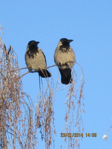 Константин Мороз