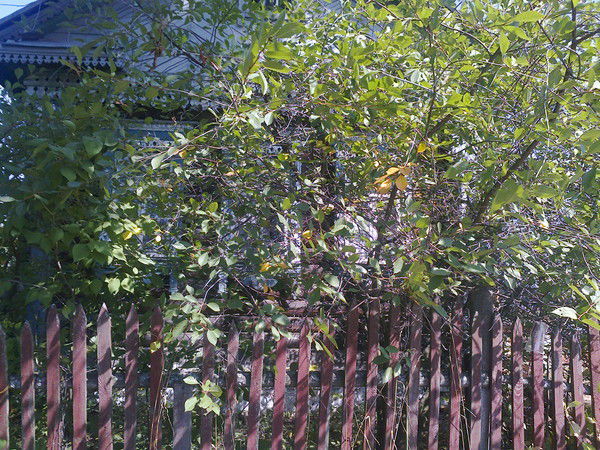 Анастасия Локтева