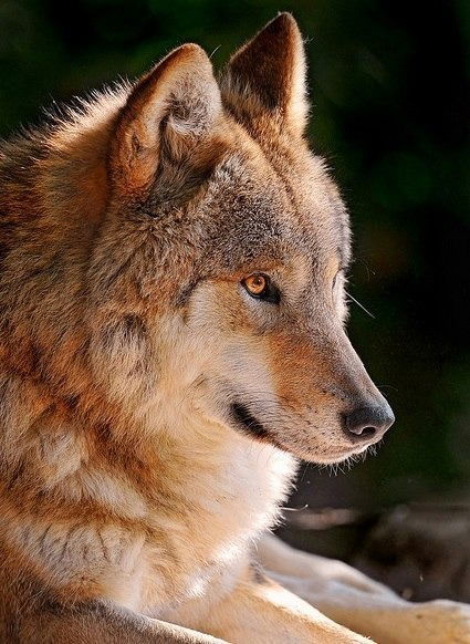 Вася Тираспольский