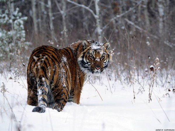 Наталья Иванова