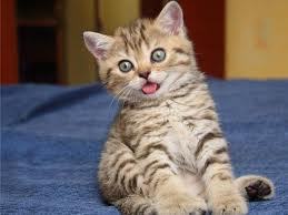 Натэлла Чахвадзе