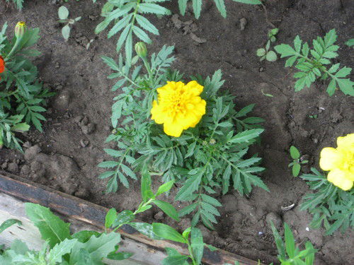 Инна Шульженко