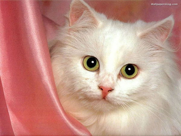 Елена Задорожная.