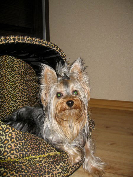 Диана Гречина