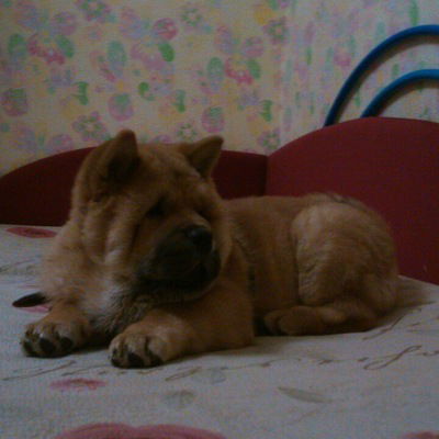 Александра Юрчак