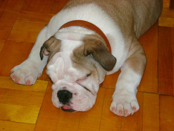 Наталия Ворончихина