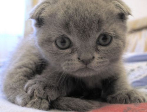 Оленька Заикина