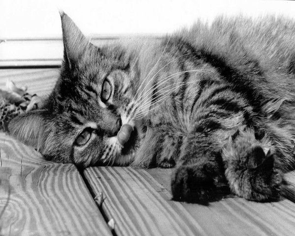 Анатолий Болотов