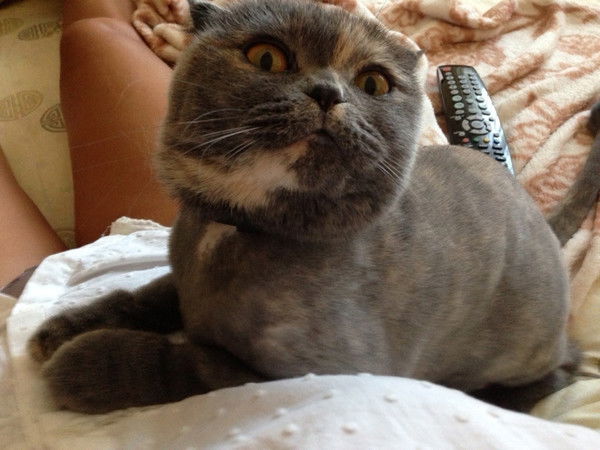 Андрей Селезнев